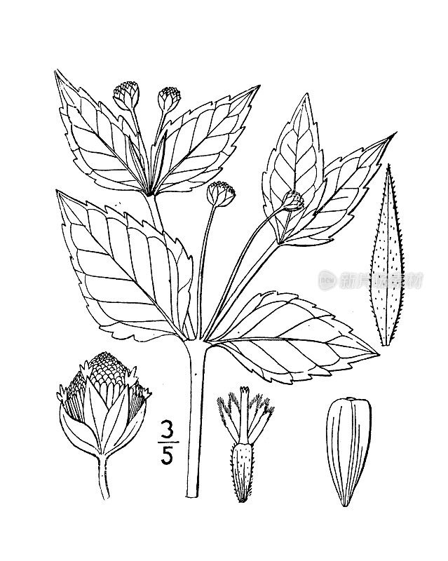 古植物学植物插图:Galinsoga parviflora, Galinsoga